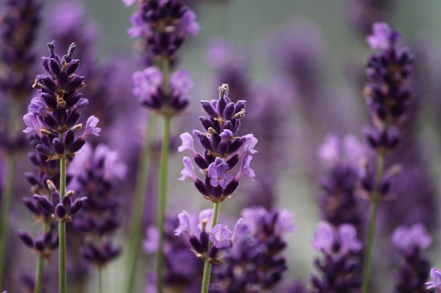 lavender-3479492_1920